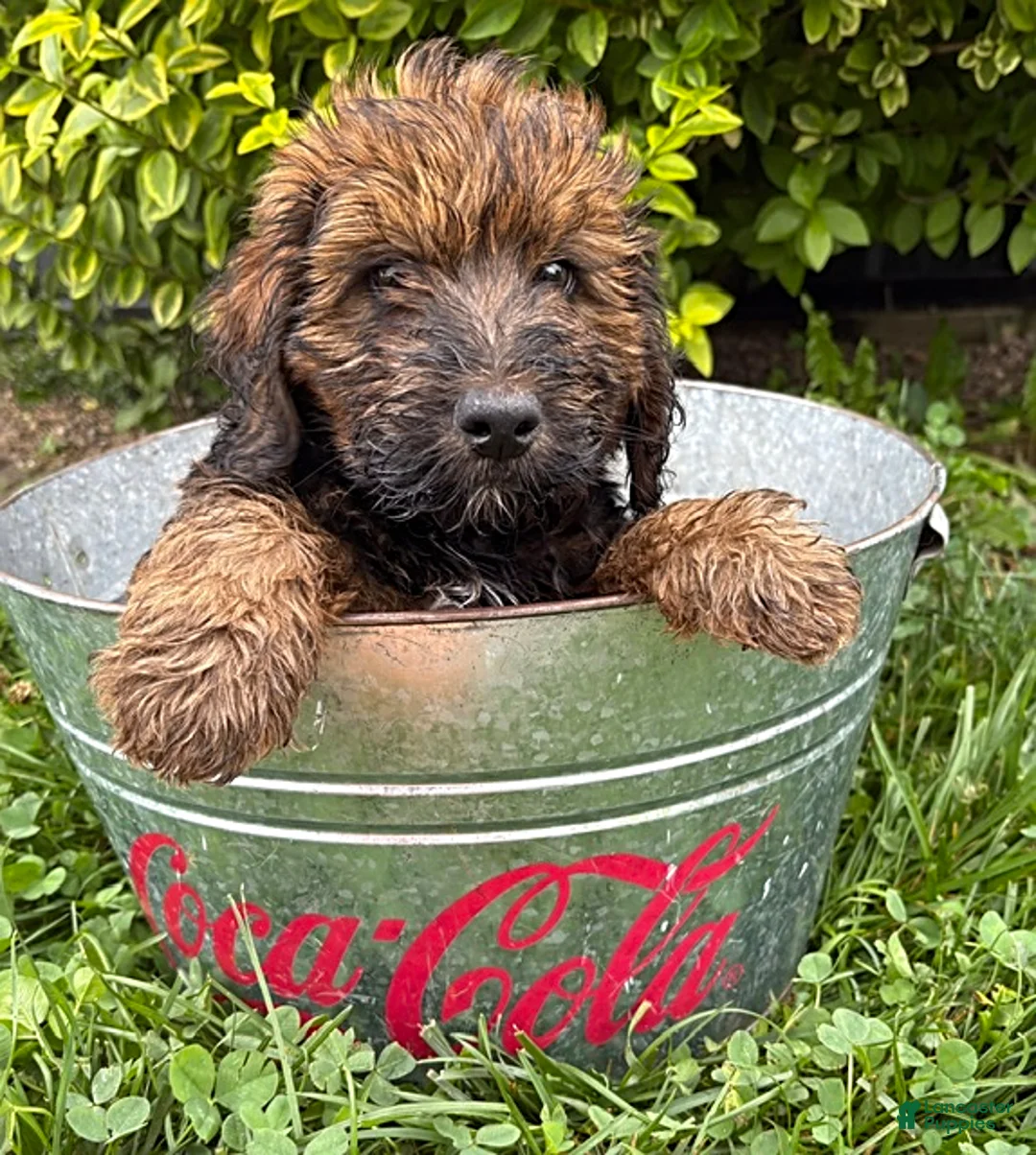 Whoodle dogs for sale: Harvey - Ad 1