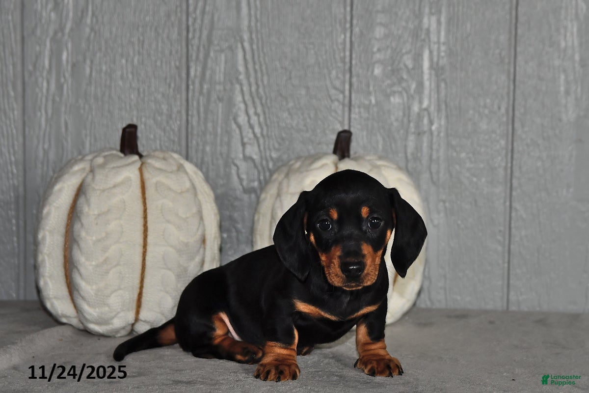 Miniature Dachshund dogs Finn - Ad 42