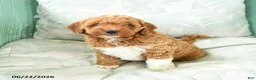 Miniature Poodle dogs for sale: Marcel - Ad 4