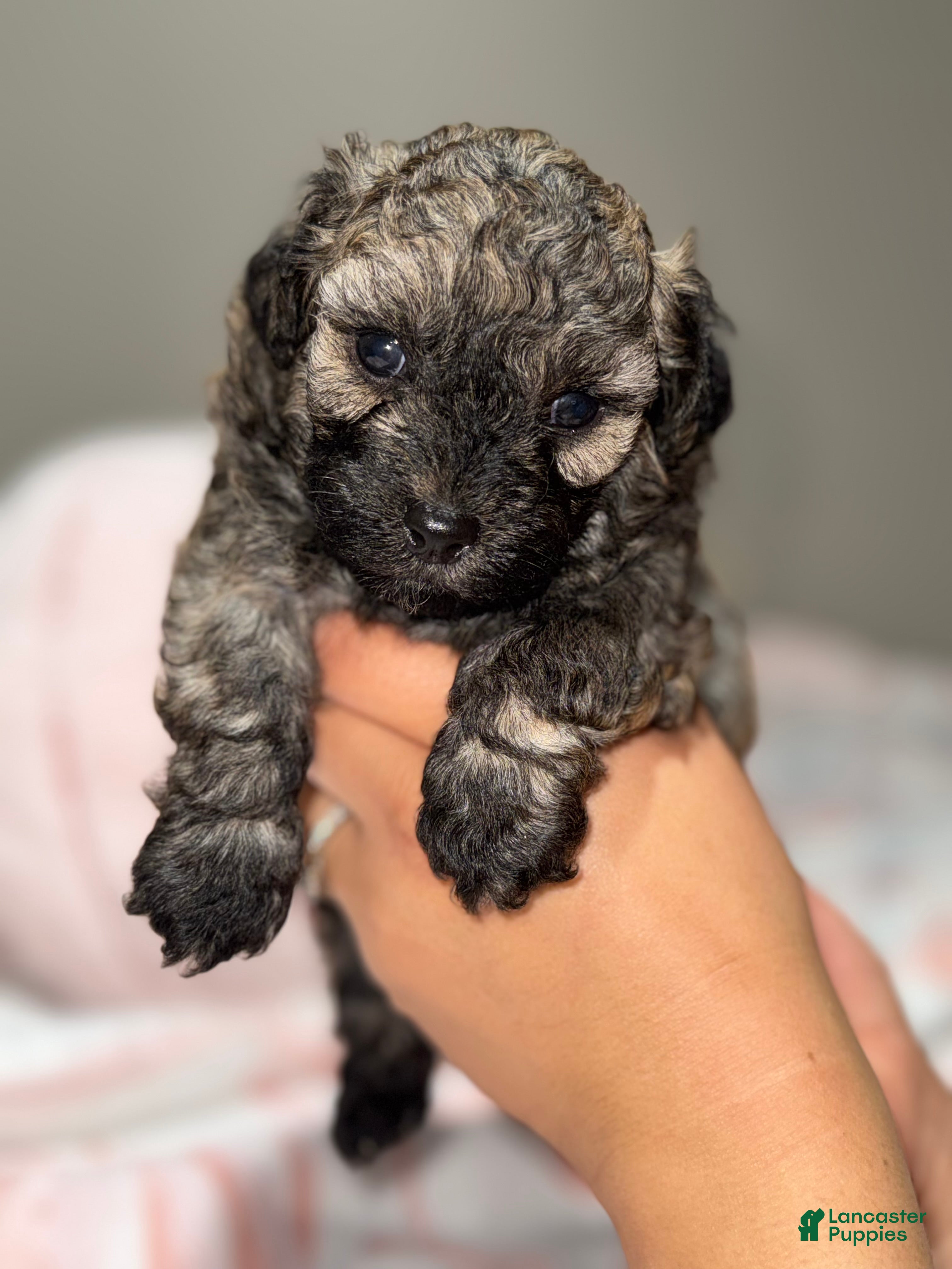 Toy Poodle dogs Mocha - Ad 31