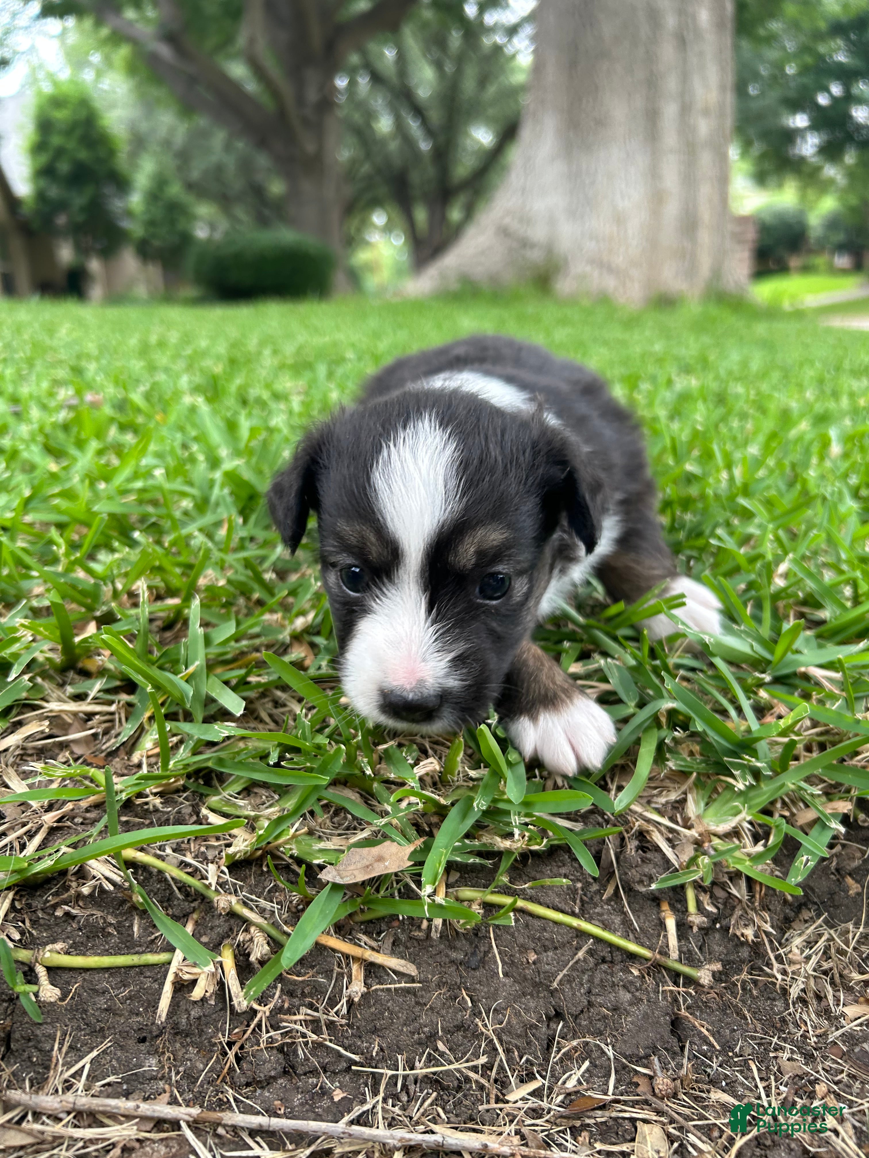 Miniature Australian Shepherd dogs for sale: Sunny - Ad 2