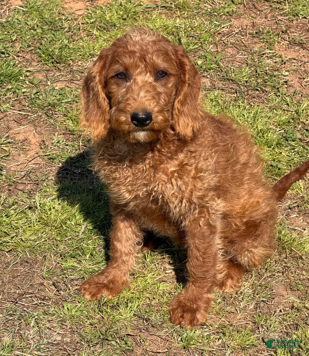 Labradoodle dogs for sale: Jessie - Ad 1