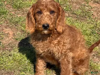 Labradoodle dogs Jessie - Ad 37