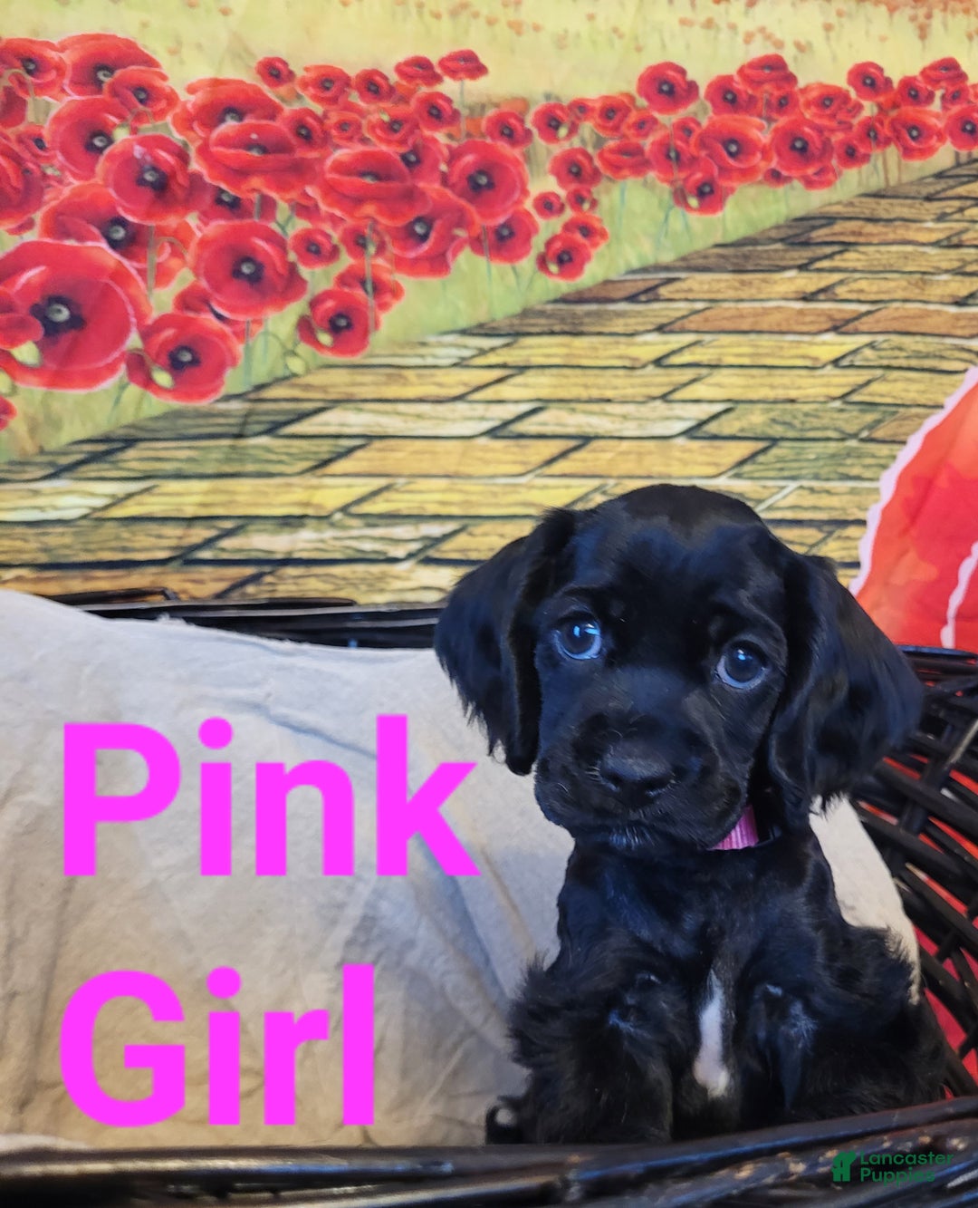 Cockapoo dogs for sale: Pink Girl  - Ad 20