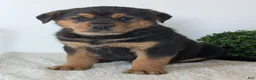 Mixed Breed dogs for sale: Phoenix  - Ad 9