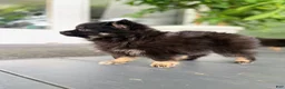 Pomeranian dogs for sale: Peanut Butter  - Ad 4