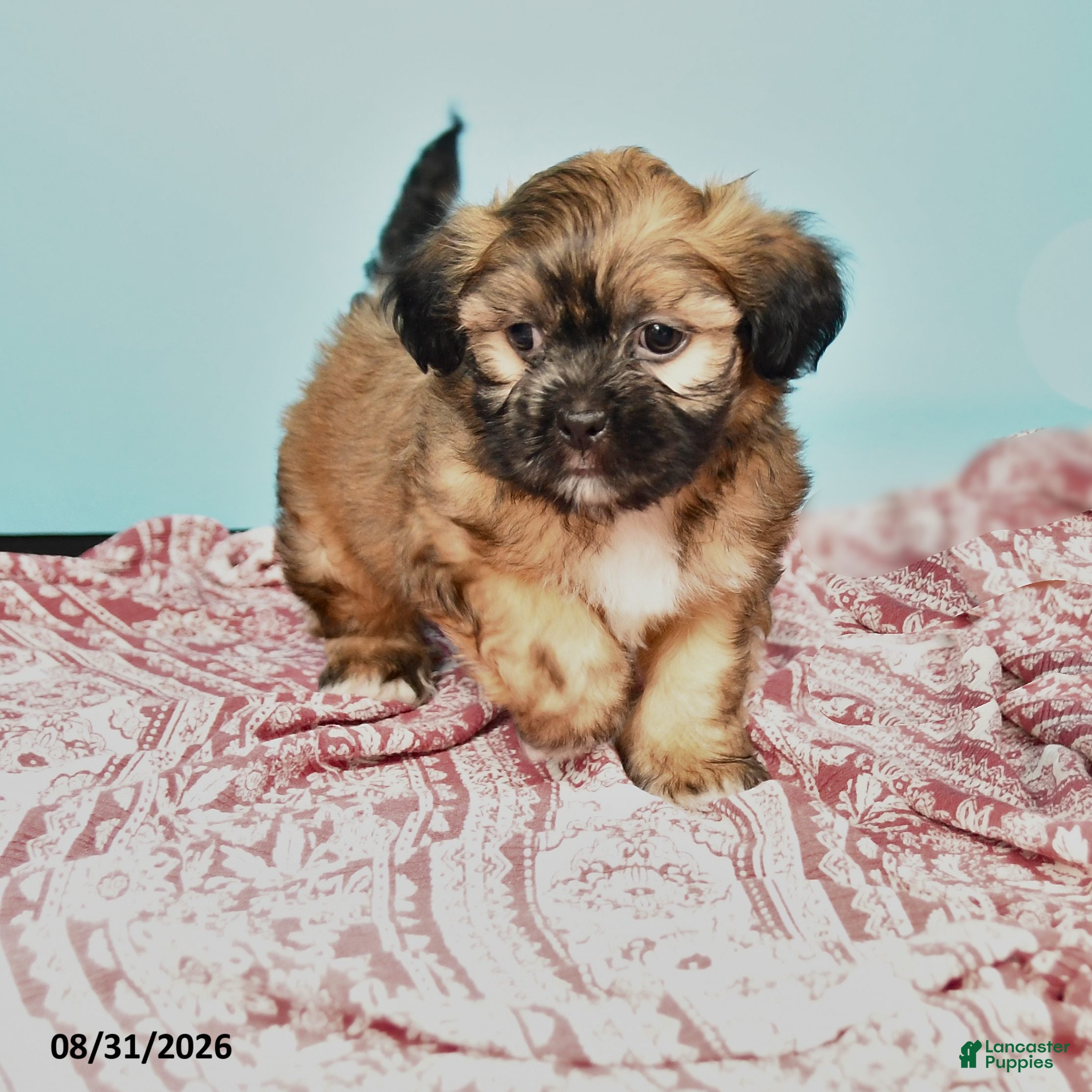 Shorkie dogs Toby - Ad 1