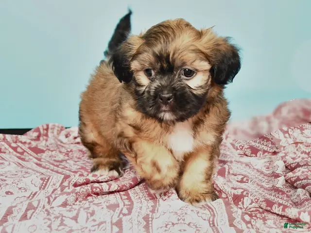 Shorkie dogs for sale: Toby - Ad 1
