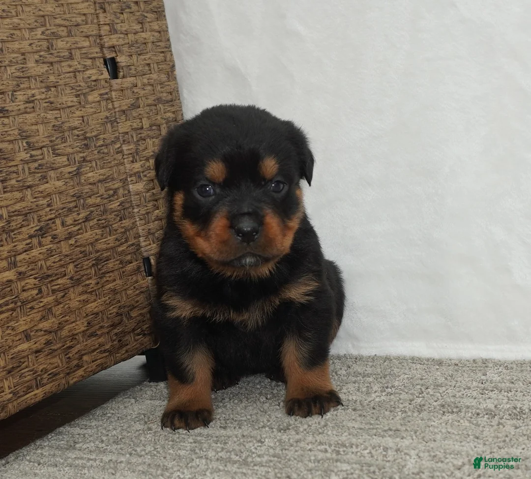 Rottweiler dogs for sale: Remi - Ad 2