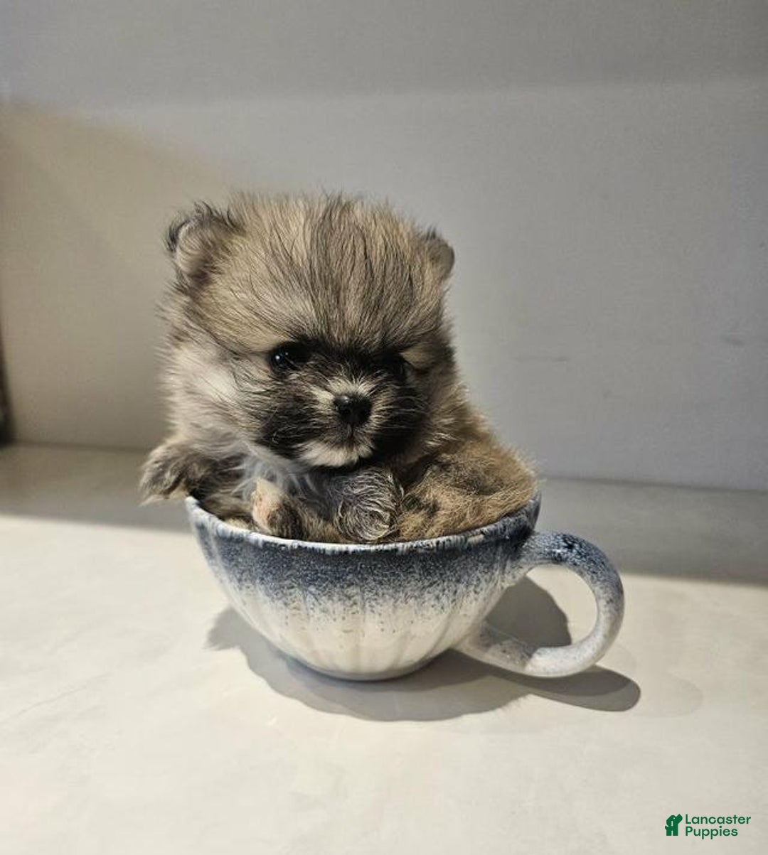 Pomeranian dogs for sale: Rafa - Ad 1