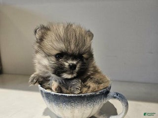 Pomeranian dogs Rafa - Ad 28