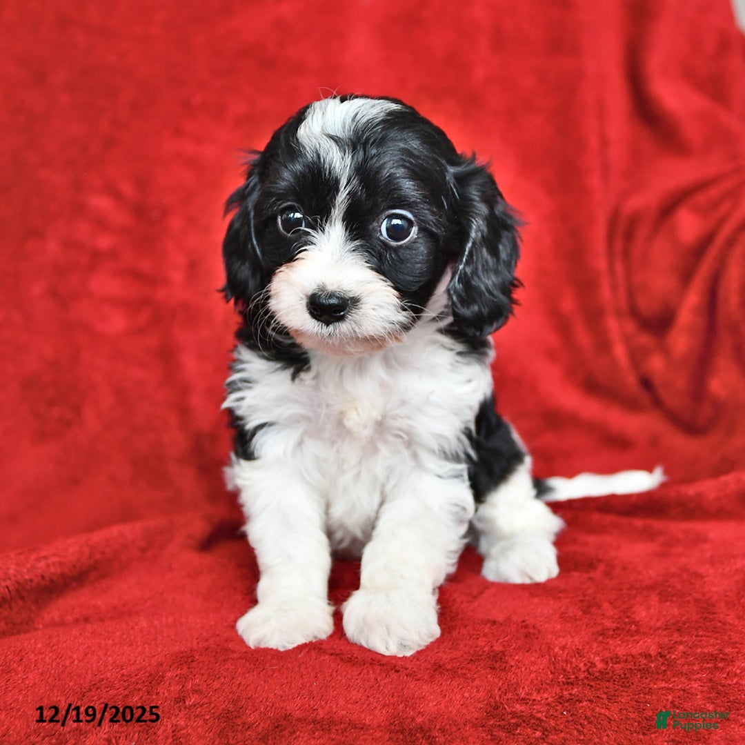 Cavapoo dogs for sale: Abigail - Ad 2