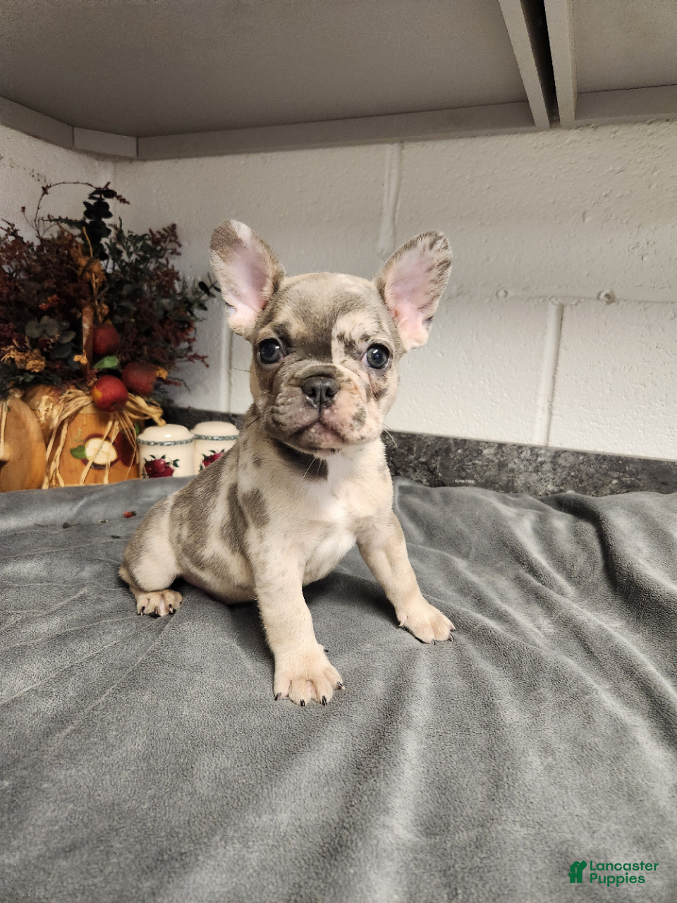 French Bulldog dogs Ashton - Ad 1
