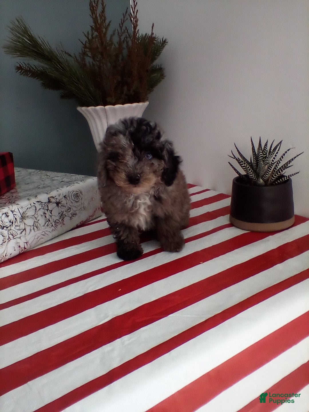 Miniature Poodle dogs for sale: Tessa - Ad 4