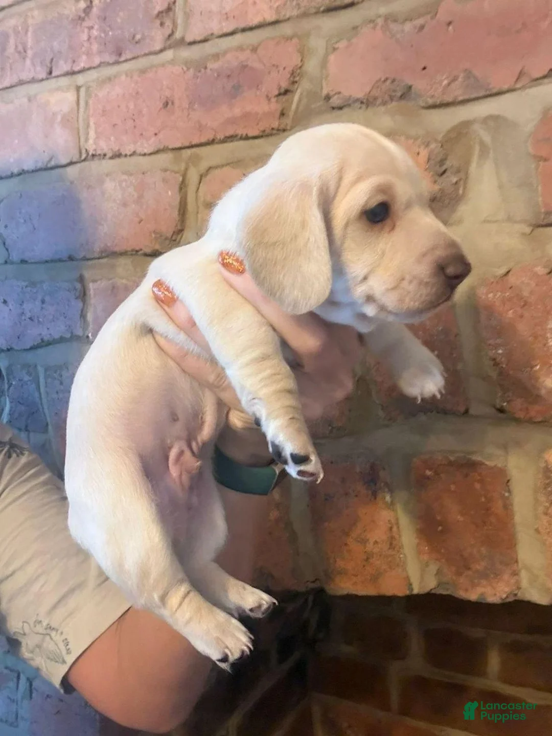 Miniature Dachshund dogs for sale: Miniature Dachshund 2 - Ad 2