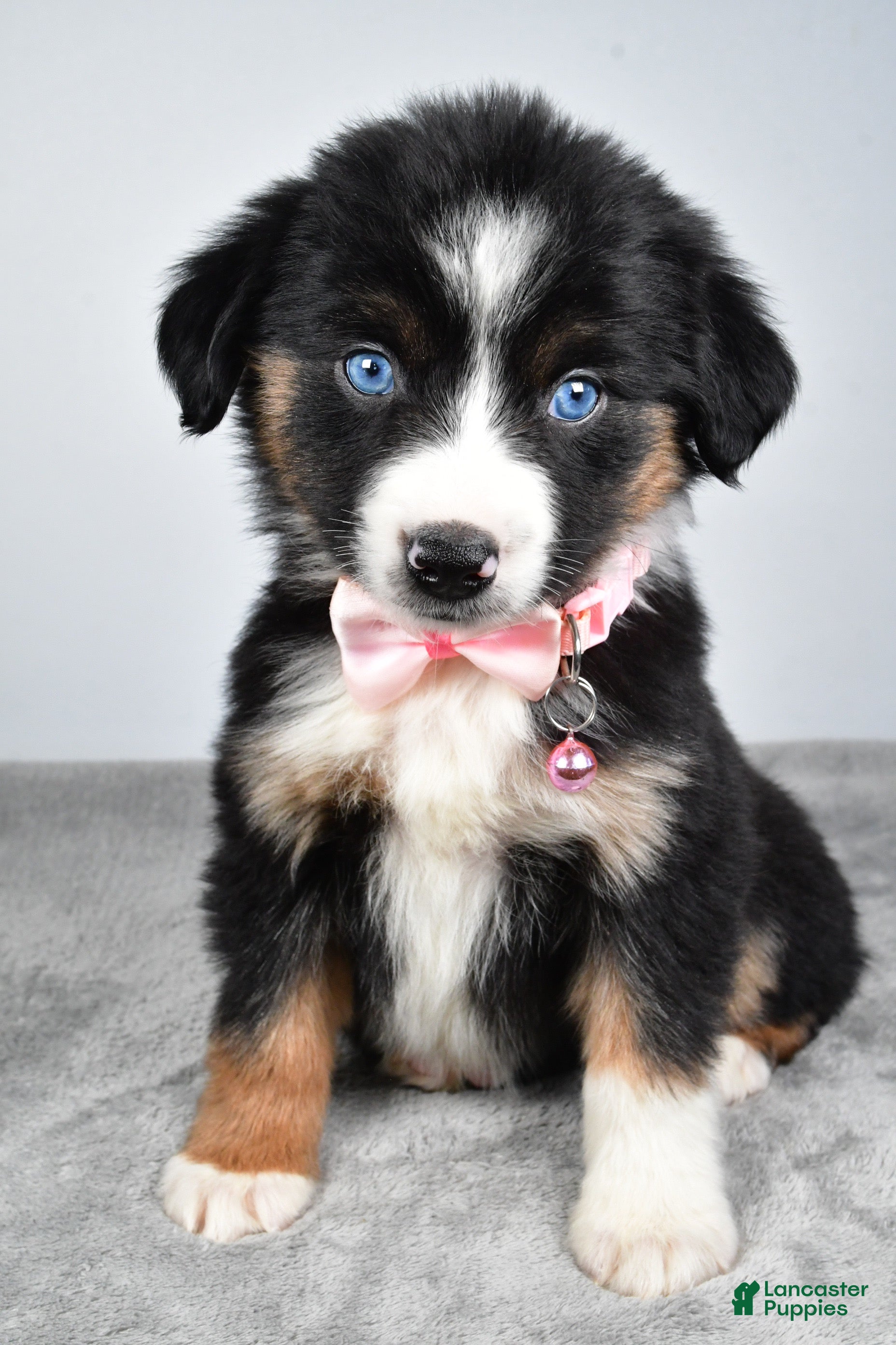 Miniature Australian Shepherd dogs Oriana - Ad 34