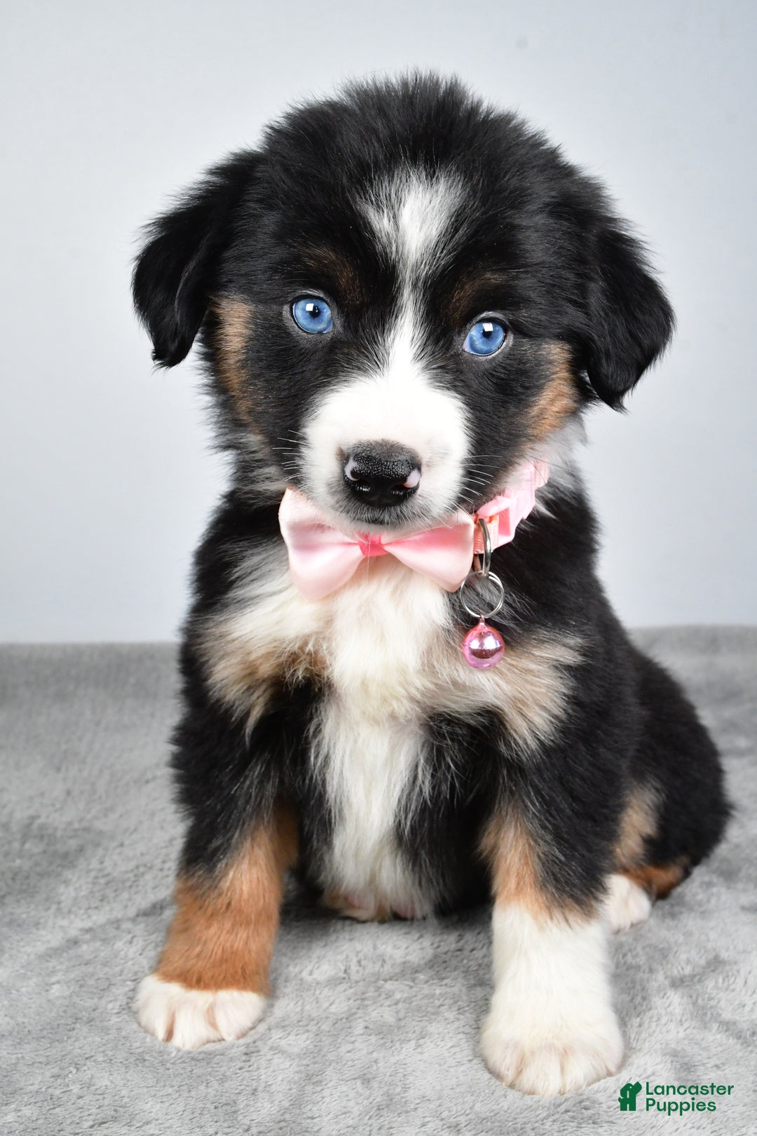 Miniature Australian Shepherd dogs for sale: Oriana - Ad 1