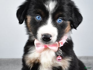 Miniature Australian Shepherd dogs Oriana - Ad 14