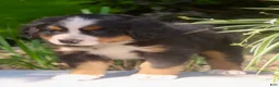 Bernese Mountain Dog dogs for sale: Lexi - Ad 3