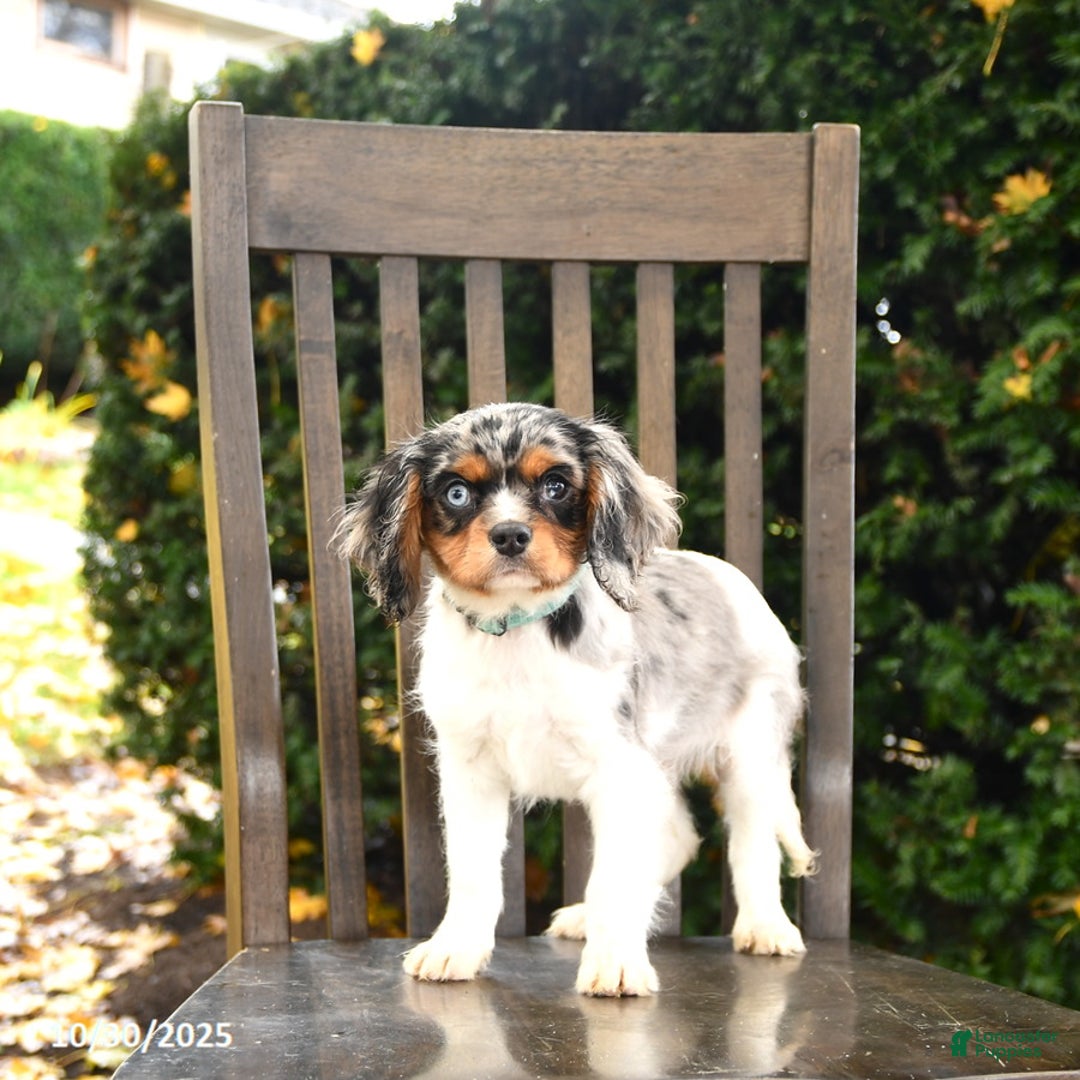 Cavalier King Charles Spaniel dogs for sale: Slate - Ad 4