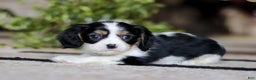 Cavalier King Charles Spaniel dogs for sale: Teddy - Ad 5