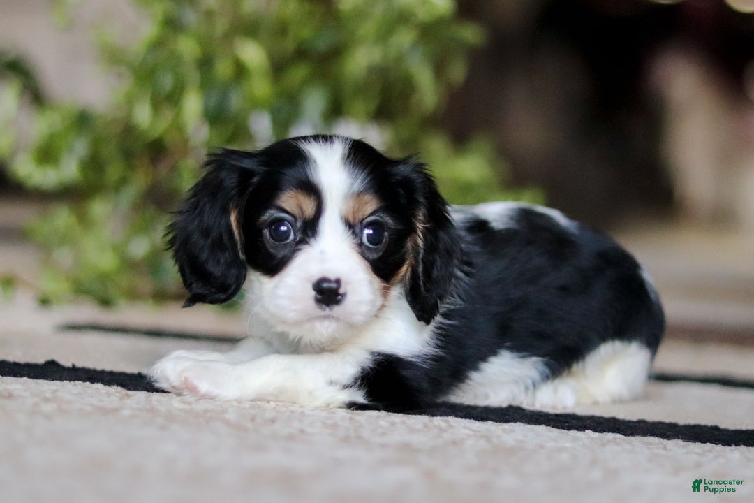 Cavalier King Charles Spaniel dogs for sale: Teddy - Ad 5