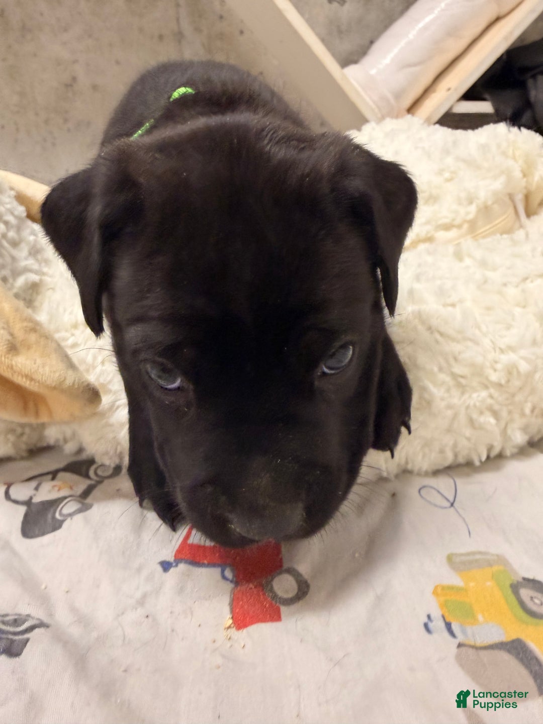 Cane Corso dogs for sale: Cane Corso Puppy 4 - Ad 9