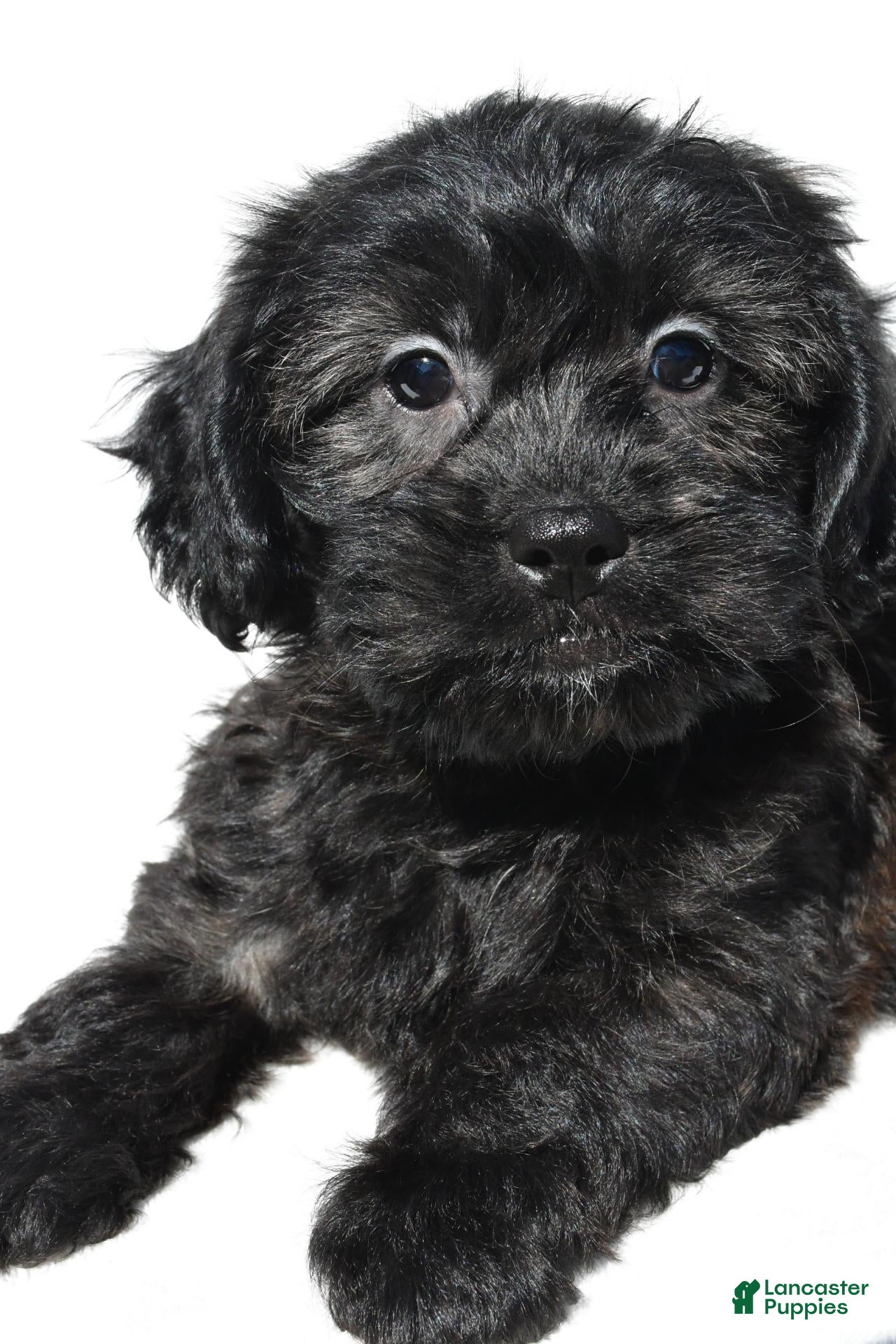 Shihpoo dogs Cloe - Ad 2