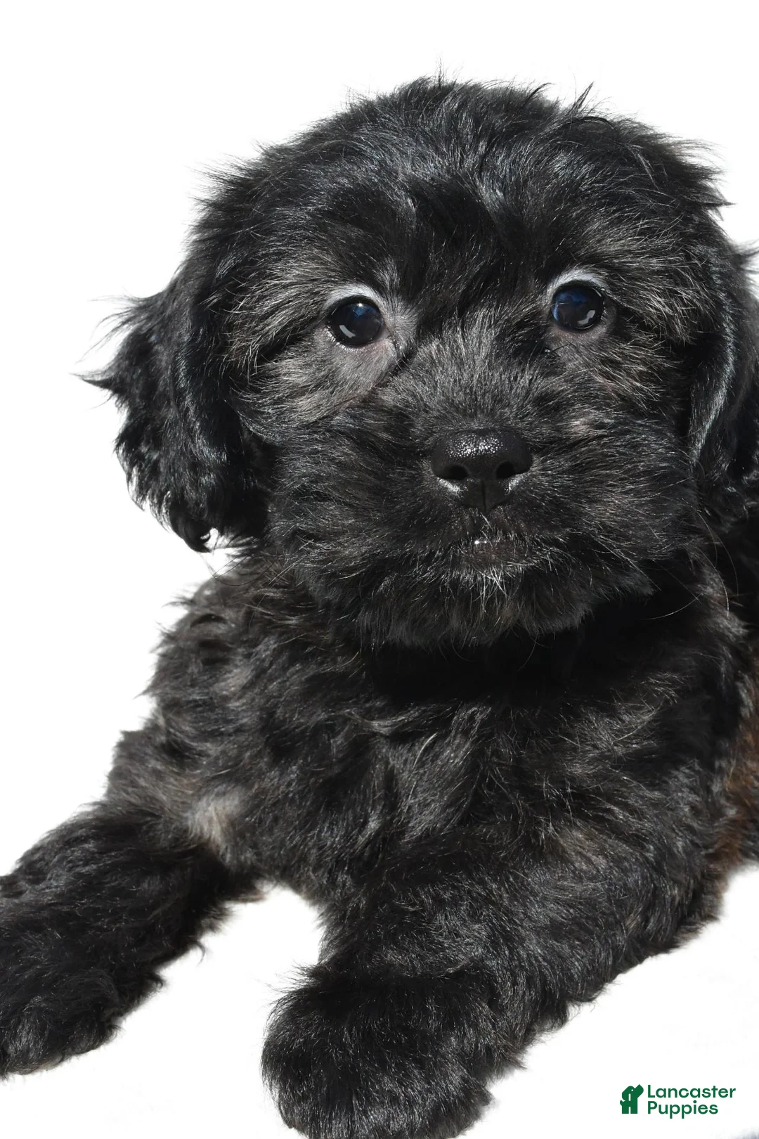 Shihpoo dogs for sale: Cloe - Ad 2