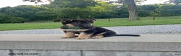 German Shepherd dogs for sale: Dice - Ad 4
