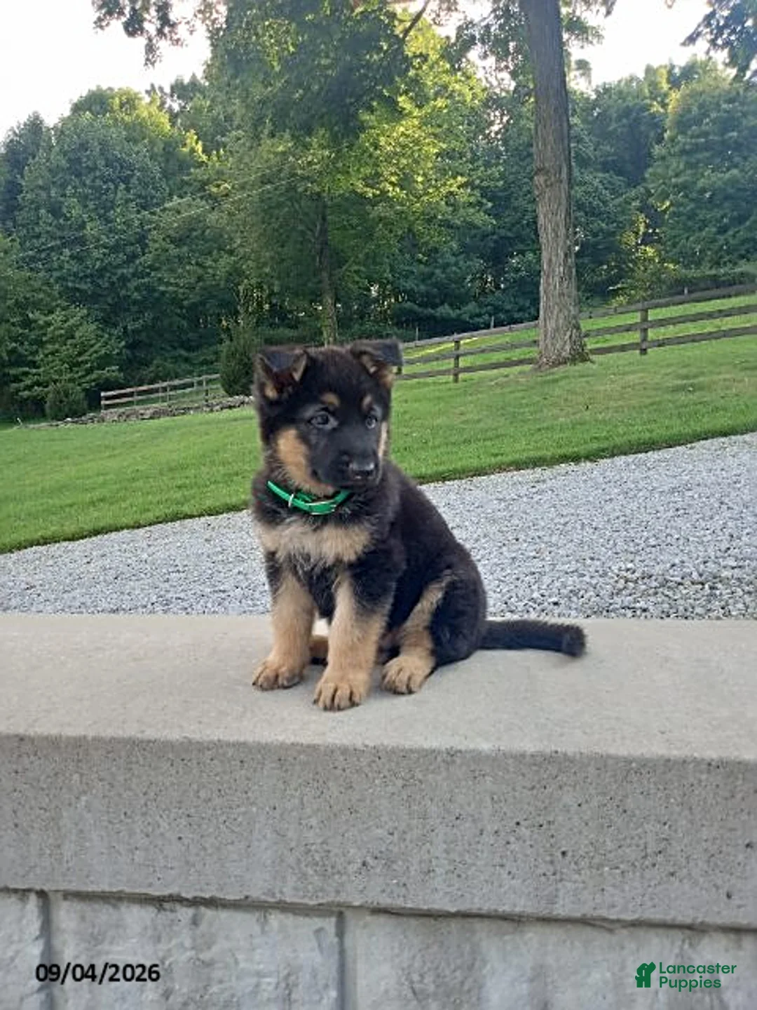 German Shepherd dogs for sale: Dice - Ad 4