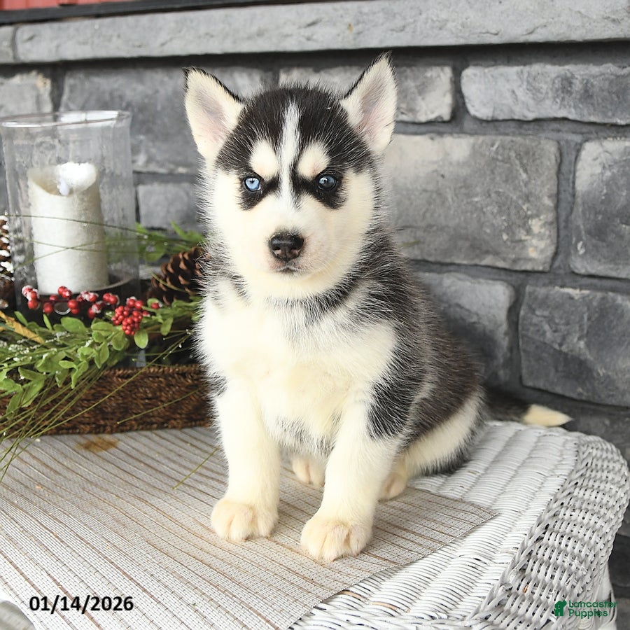 Siberian Husky dogs Goliath - Ad 2