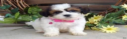Teddy Bear dogs for sale: Rose - Ad 3