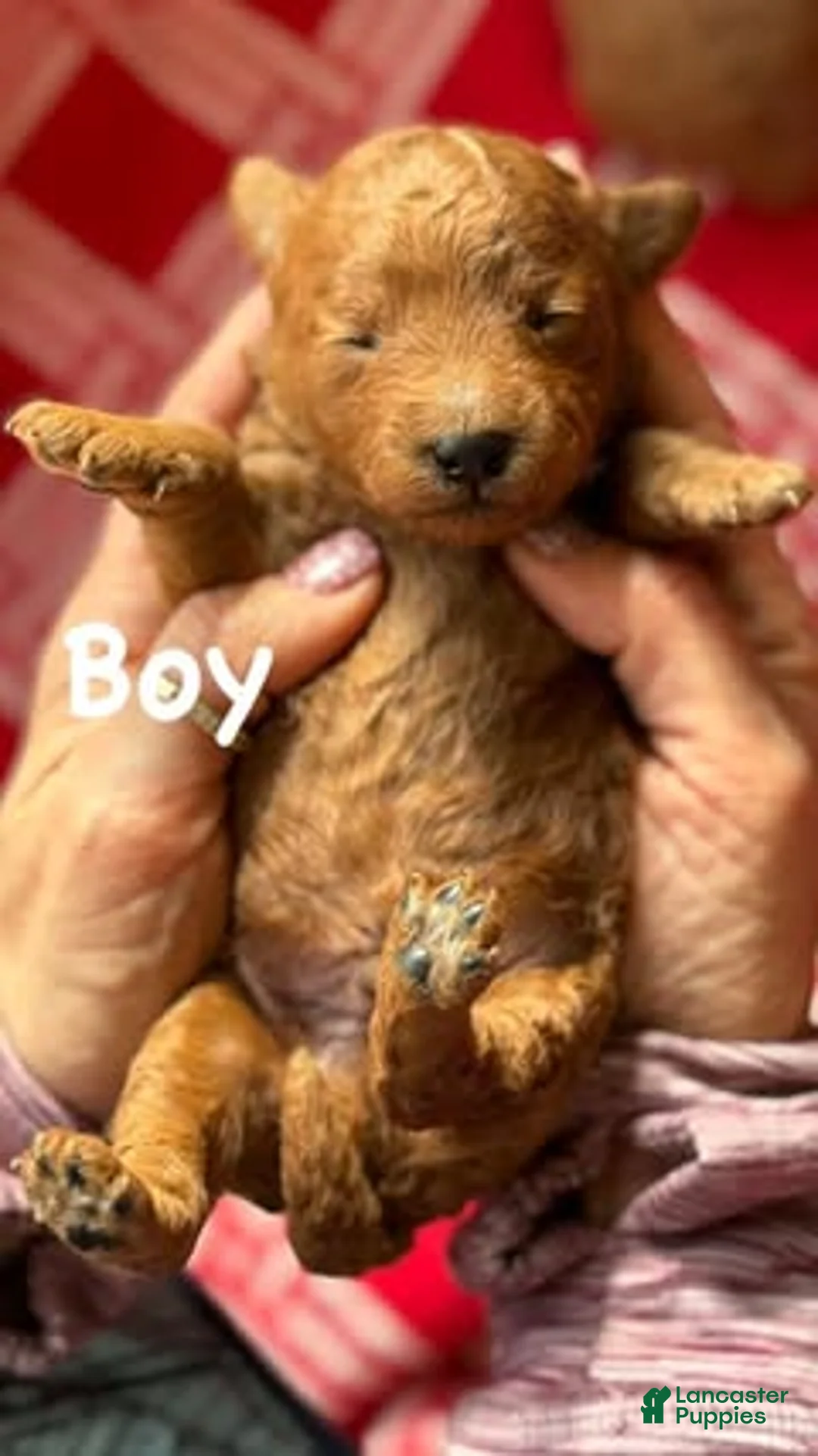 Mini Goldendoodle dogs for sale: Mini Goldendoodle red collar - Ad 3