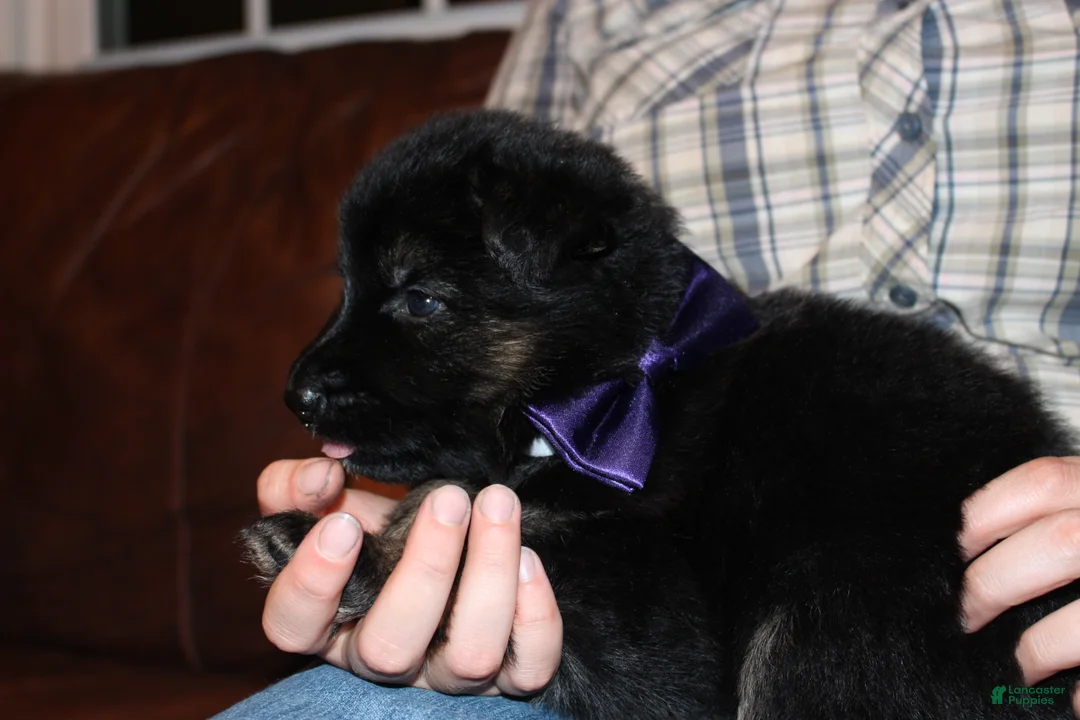 German Shepherd dogs for sale: Hilda, purple collar - Ad 2