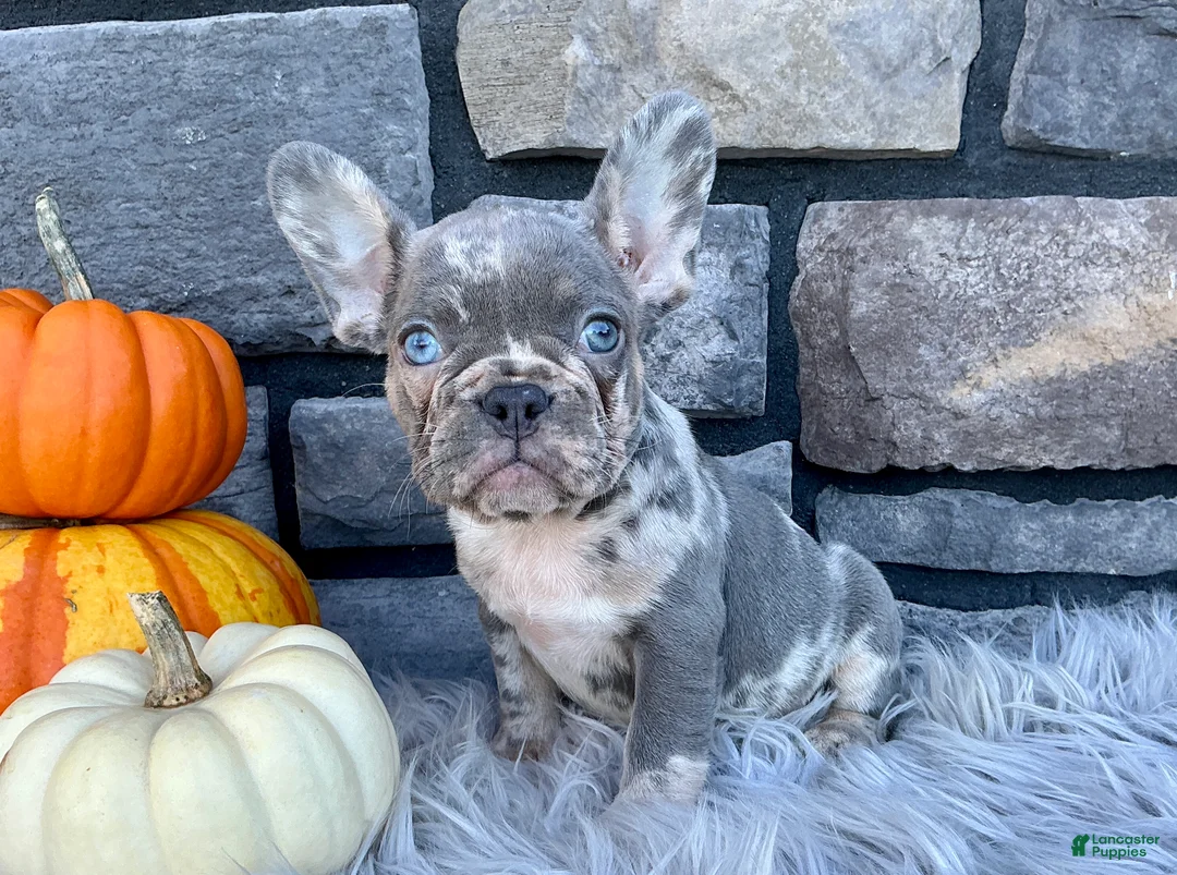 French Bulldog dogs for sale: Chloe - Ad 1