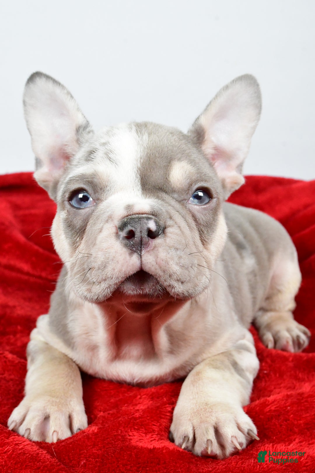 French Bulldog dogs for sale: Frosty - Ad 1