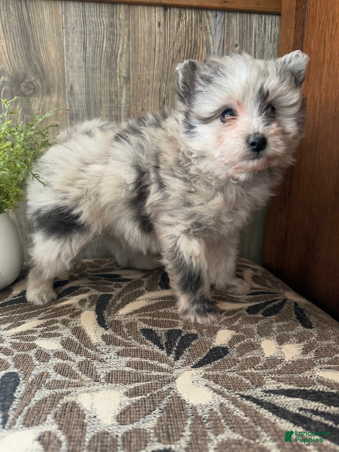 Gallery Image {{count}}