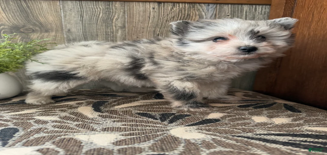 Gallery Image {{count}}