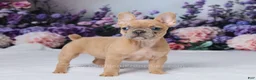 French Bulldog dogs for sale: Sapphire - Ad 4