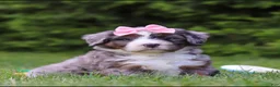 Bernedoodle dogs for sale: Ariel - Ad 2