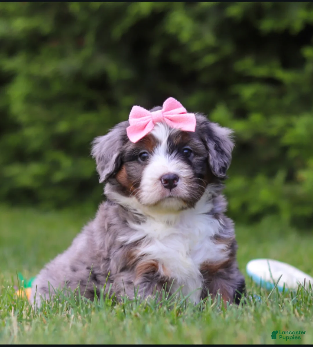 Bernedoodle dogs for sale: Ariel - Ad 2