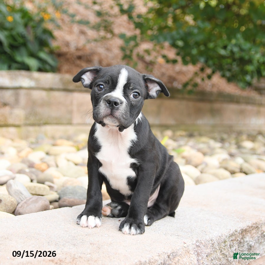 Boston Terrier dogs Moe  - Ad 1