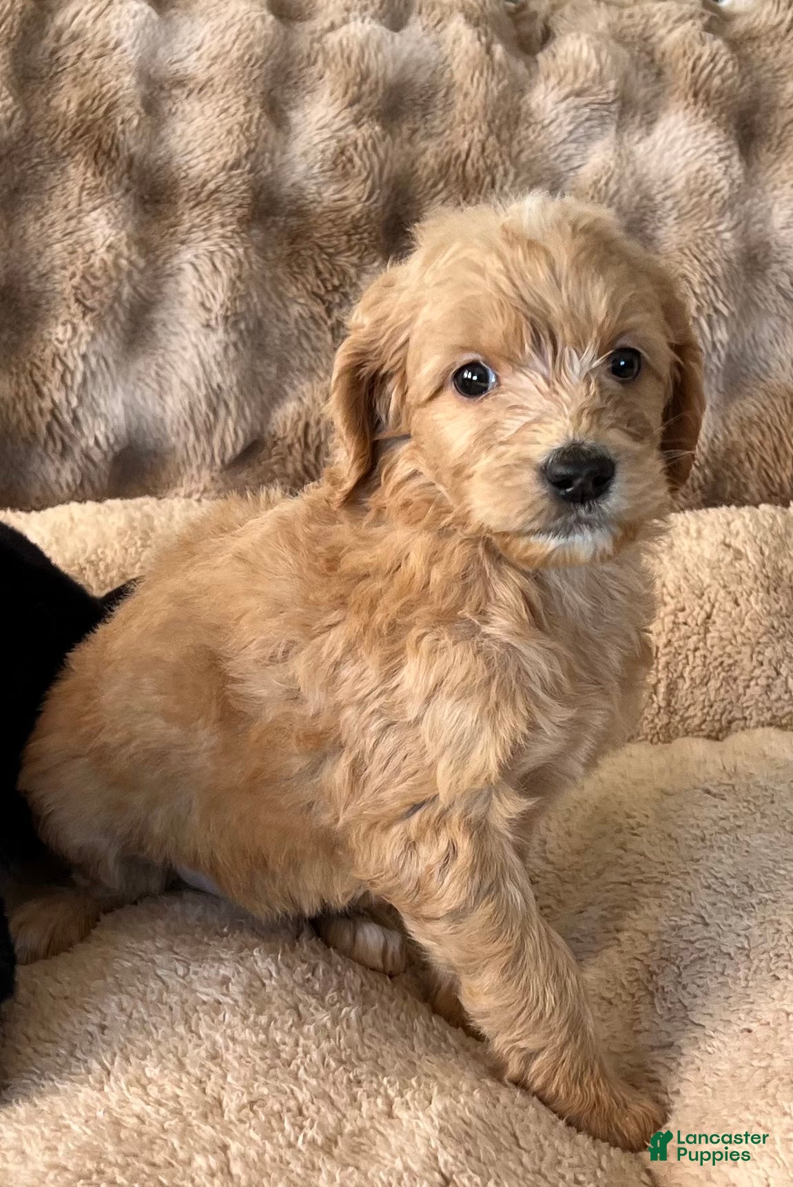 Goldendoodle dogs Girl - Ad 5