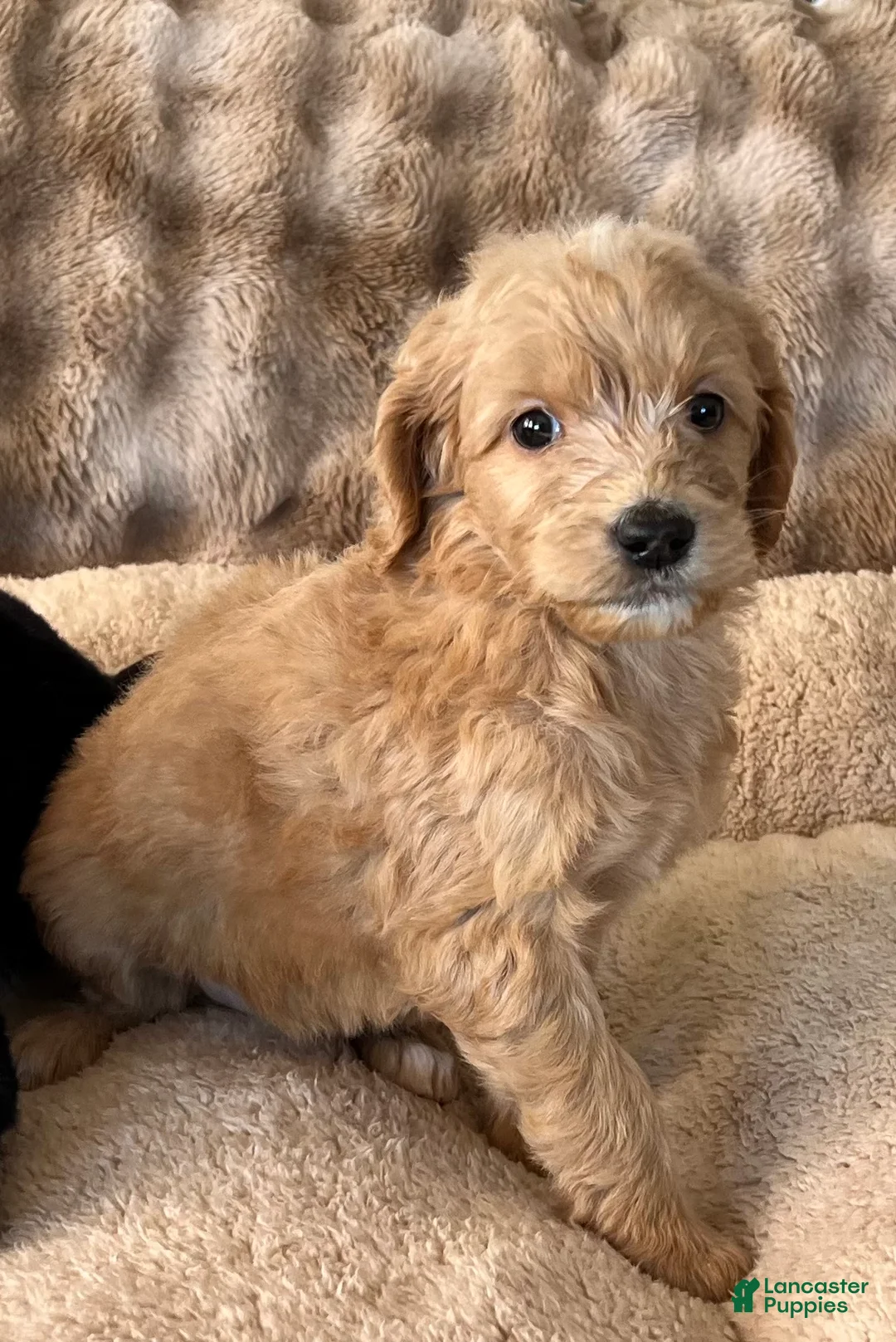 Goldendoodle dogs for sale: Girl - Ad 1