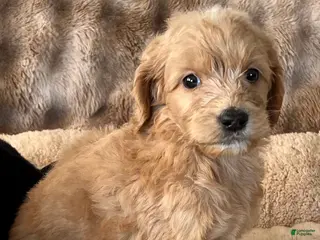 Goldendoodle dogs Girl - Ad 7