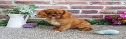 Cavalier King Charles Spaniel dogs for sale: Dreamer - Ad 5
