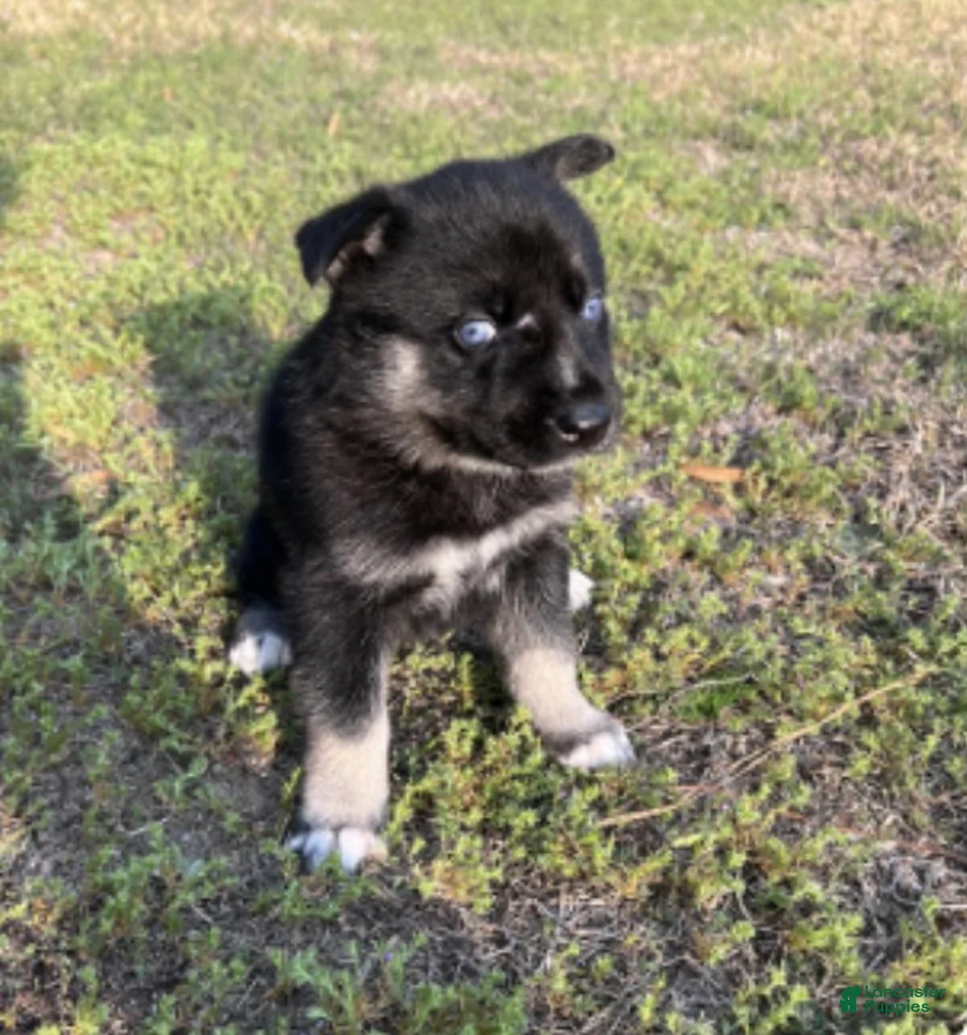 Gerberian Shepsky dogs for sale: Gerberian Shepsky Puppy 6 - Ad 1