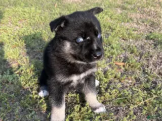 Gerberian Shepsky dogs Gerberian Shepsky Puppy 6 - Ad 28