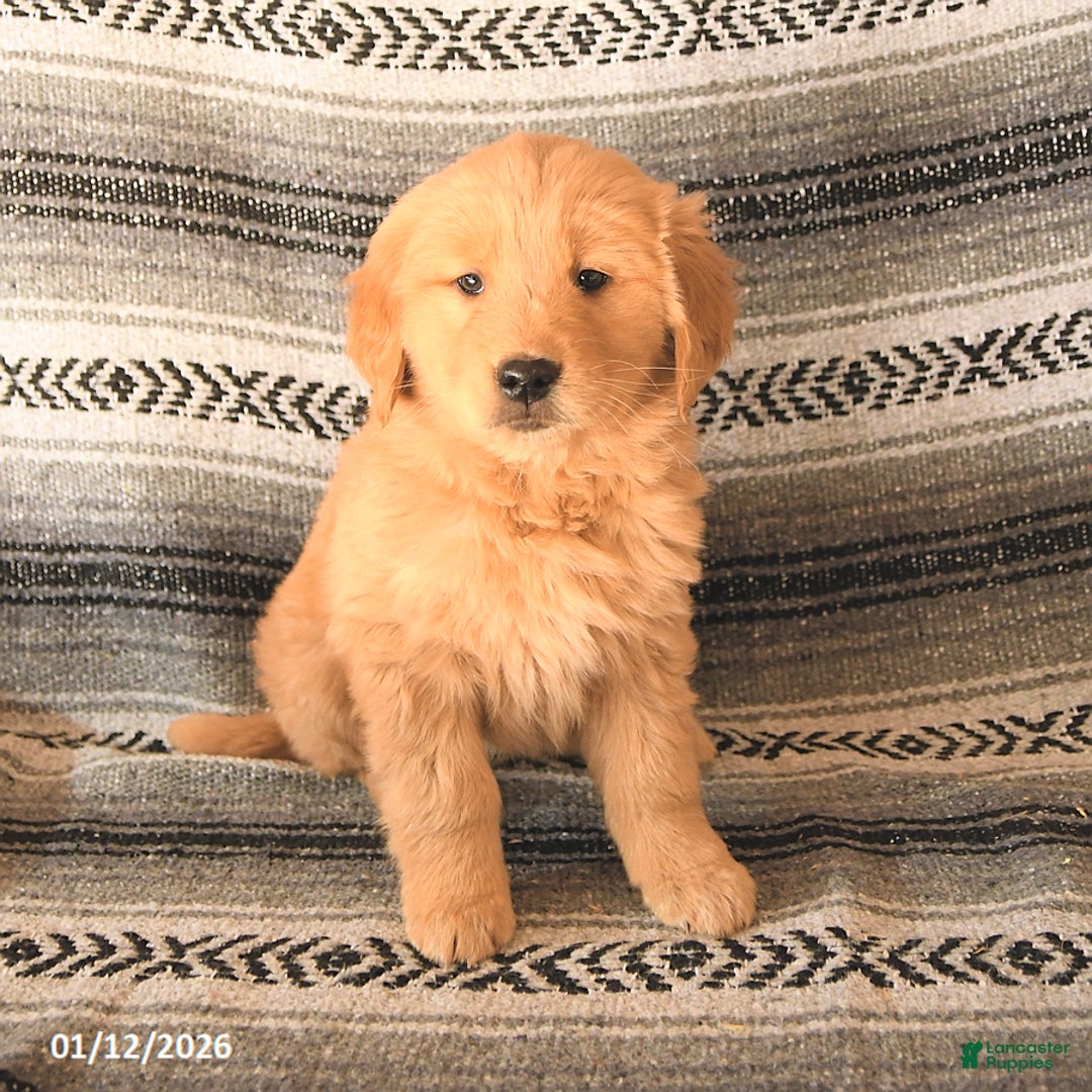 Golden Retriever dogs for sale: Fancy - Ad 3